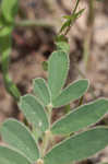 Spiked hoarypea